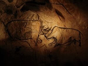 Life drawings Metal Print Collection: Stone-age cave paintings, Chauvet, France