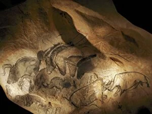 Pre History Collection: Stone-age cave paintings, Chauvet, France