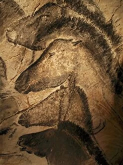 Cave Painting Collection: Stone-age cave paintings, Chauvet, France