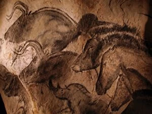 Cave Paintings Collection: Stone-age cave paintings, Chauvet, France