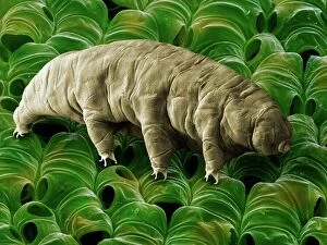 Microbiology Collection: Tardigrade or Water Bear