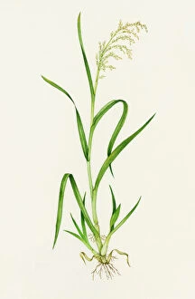 Root Collection: Wild rice (Zizania aquatica)