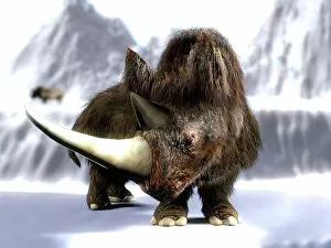 Small Mammals Jigsaw Puzzle Collection: Woolly rhinoceros