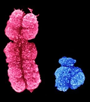 Genetics Collection: X and Y chromosomes