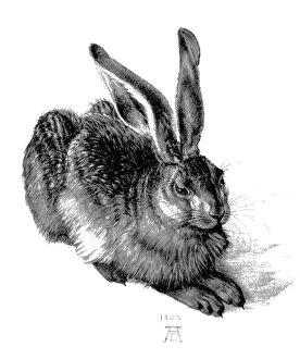 Fine art Framed Print Collection: Young hare, by Durer