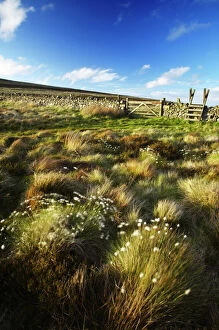 Related Images Pillow Collection: Scotland Scottish Borders The Pennine Way Cotton grass on moorland near the England Scotland