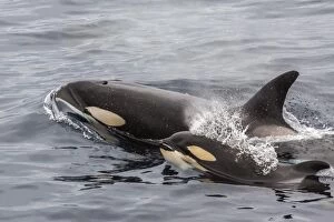 Killer Whale Collection: An adult killer whale (Orcinus orca) surfaces next to a calf off the Cumberland Peninsula