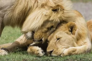 Relaxing Collection: Adult male lion (Panthera leo) greeting his son, Serengeti National Park