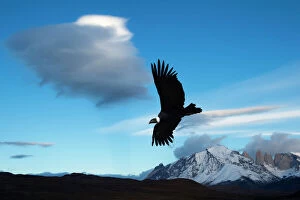 Related Images Poster Print Collection: Andean condor (Vultur gryphus) flying over Torres del Paine National Park, Chilean Patagonia