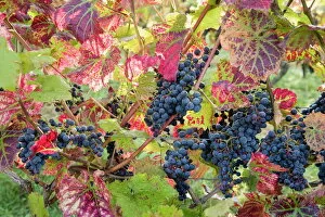 Fruit Collection: Autumn grapes and vines, Denbies vineyard, Dorking, Surrey, England, United Kingdom