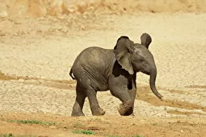 African Elephant Collection: Baby African elephant (Loxodonta africana) running