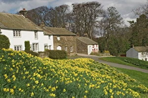 Villages Collection: Banks of daffodils in Askham village in Wordsworth Country, English Lake District