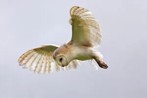 Wings Collection: Barn owl (Tyto alba) in flight, in captivity, Cumbria, England, United Kingdom, Europe