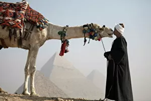 Africa Canvas Print Collection: A Bedouin guide with his camel, overlooking the Pyramids of Giza, UNESCO World Heritage Site