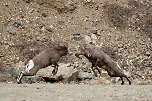 Ovis Canadensis Collection: Two bighorn sheep (Ovis canadensis) rams butting heads during the rut, Clear Creek County, Colorado