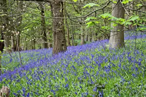 Wild Flowers Collection: Bluebells in Middleton Woods near Ilkley, West Yorkshire, Yorkshire, England, United Kingdom, Europe