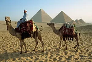 Cairo Pillow Collection: Camels and rider at the Giza Pyramids, UNESCO World Heritage Site, Giza