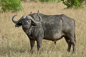 Perch Collection: Cape buffalo or African buffalo (Syncerus caffer) with yellow-billed oxpecker