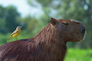 Capybara Photographic Print Collection: Capybara (Hydrochaeris hydrochaeris) and white-throated kingbird (Tyrannus albogularis) on the back