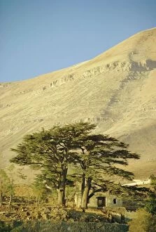 Steep Collection: Cedars of Lebanon at the foot of Mount Djebel Makhmal near Bsharre