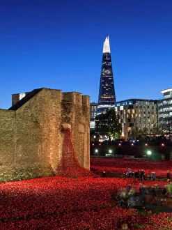 Tower of London Poster Print Collection: Ceramic poppies forming the installation Blood Swept Lands and Seas of Red to remember the Dead of