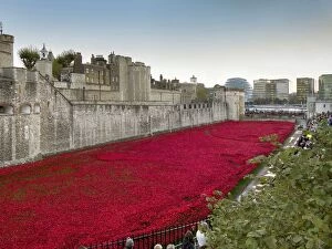 Tower Of London Collection: Ceramic poppies forming the installation Blood Swept Lands and Seas of Red to remember the Dead of