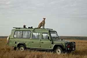 Cheetah Photo Mug Collection: Cheetah (Acinonyx jubatus) on Land Rover safari vehicle, Masai Mara National Reserve