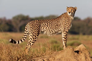 Cheetah Fine Art Print Collection: Cheetah female (Acinonyx jubatus), Phinda private game reserve, Kwazulu Natal, South Africa, Africa