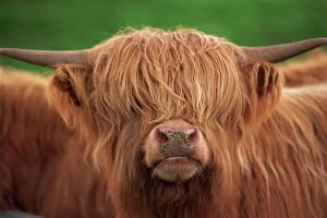 Highland Cow Canvas Print Collection: Close-up of the head of a shaggy Highland cow with horns