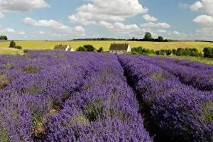 Botanical Poster Print Collection: Cotswold Lavender, Snowshill, Cotswolds, Gloucestershire, England, United Kingdom, Europe