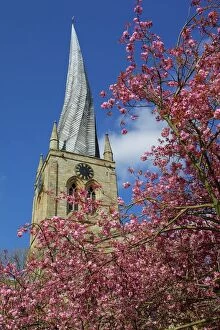 Blossom Collection: Crooked spire and spring blossom, Chesterfield, Derbyshire, England, United Kingdom, Europe