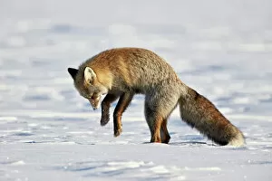 Grand Teton National Park Collection: Cross Fox, Red Fox (Vulpes vulpes) (Vulpes fulva) pouncing on prey in the snow, Grand