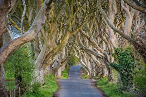 Trees Poster Print Collection: The Dark Hedges in Northern Ireland, beech tree avenue, Northern Ireland, United Kingdom