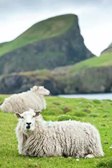 Shetland Islands Collection: Domestic sheep. Fair Isle, Shetland Islands, Scotland, United Kingdom, Europe