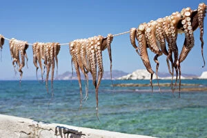 Fishing Industry Collection: Drying Octopus, Mandrakia, Milos, Cyclades, Aegean Sea, Greek Islands, Greece, Europe