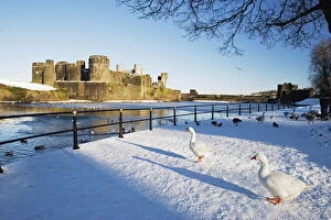 Castles Collection: Ducks walking in the snow, Caerphilly Castle, Caerphilly, Gwent, Wales