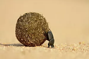 Related Images Jigsaw Puzzle Collection: Dung beetle pushing a ball of dung