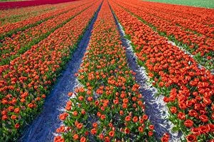 Bright Colour Collection: Dutch tulips in bloom in a bulb field in early spring, Lisse, South Holland, Netherlands