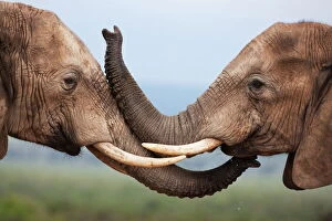Loxodonta Africana Collection: Elephants (Loxodonta africana), greeting, Addo National Park, South Africa, Africa