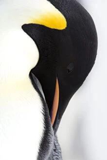 Weddell Sea Collection: Emperor Penguin