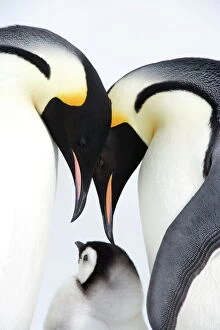 Freeze Collection: Emperor penguin (Aptenodytes forsteri), chick and adults, Snow Hill Island