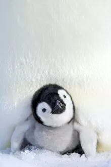 Freeze Collection: Emperor penguin (Aptenodytes forsteri), chick, Snow Hill Island, Weddell Sea