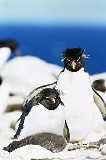 Rockhopper Fine Art Print Collection: Family of rockhopper penguins (Eudyptes chrysocome chrysocome) hugging