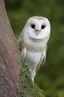 Tree Trunk Collection: Female barn owl, Tyto alba, World Owl Trust, Muncaster Castle, Ravenglass