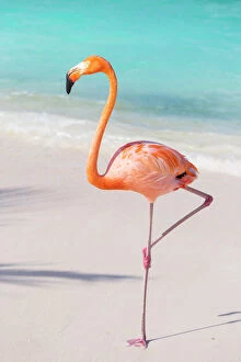 12 Jun 2016 Photographic Print Collection: Flamingo on Flamingo beach, Renaissance Island, Oranjestad, Aruba, Lesser Antilles