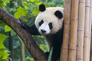 Chengdu Fine Art Print Collection: Giant panda (Ailuropoda melanoleuca) at the Panda Bear reserve, Chengdu