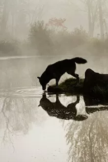 Rippling Collection: Gray wolf (Canis lupus) drinking in the fog
