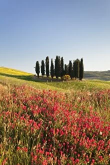San Quirico Collection: Group of cypress trees and field of flowers, near San Quirico, Val d Orcia (Orcia Valley)