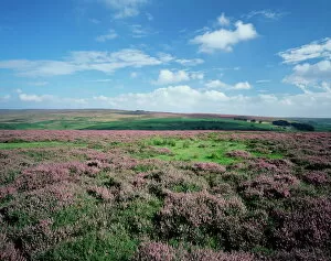 North Yorkshire Collection: Heather on the moors, North Yorkshire, England, United Kingdom, Europe