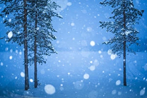 Snowflake Collection: Heavy snow in Lapland, Pallas-Yllastunturi National Park, Lapland, Finland, Europe